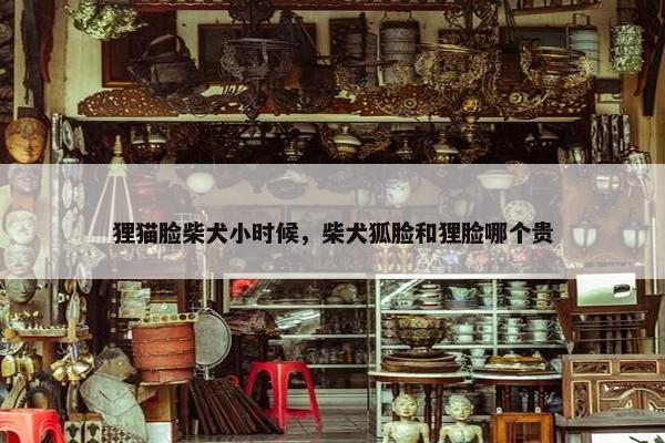 狸猫脸柴犬小时候，柴犬狐脸和狸脸哪个贵