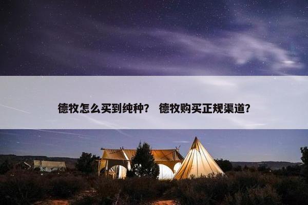 德牧怎么买到纯种？ 德牧购买正规渠道？