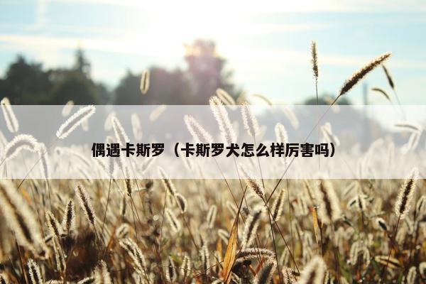 偶遇卡斯罗(卡斯罗犬怎么样厉害吗) 偶遇卡斯罗(卡斯罗犬怎么样厉害吗)