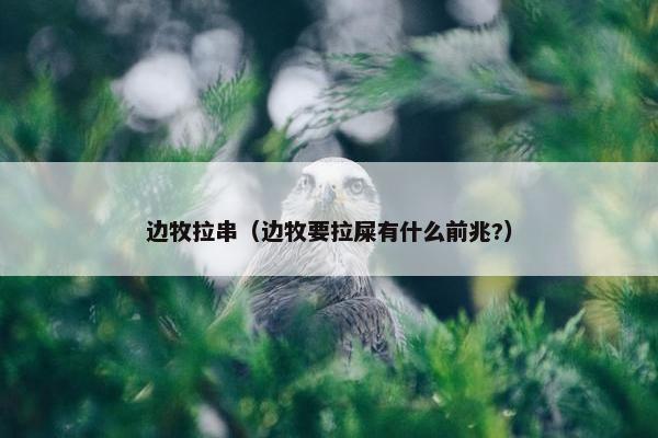 边牧拉串（边牧要拉屎有什么前兆?）