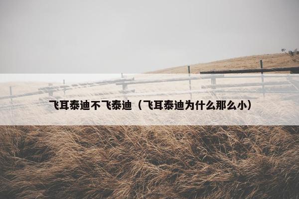 飞耳泰迪不飞泰迪（飞耳泰迪为什么那么小）