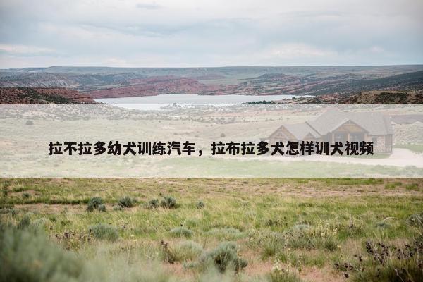 拉不拉多幼犬训练汽车，拉布拉多犬怎样训犬视频