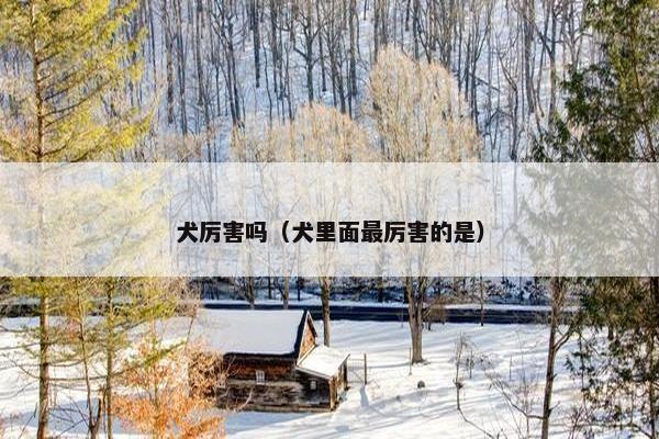 犬厉害吗（犬里面最厉害的是）