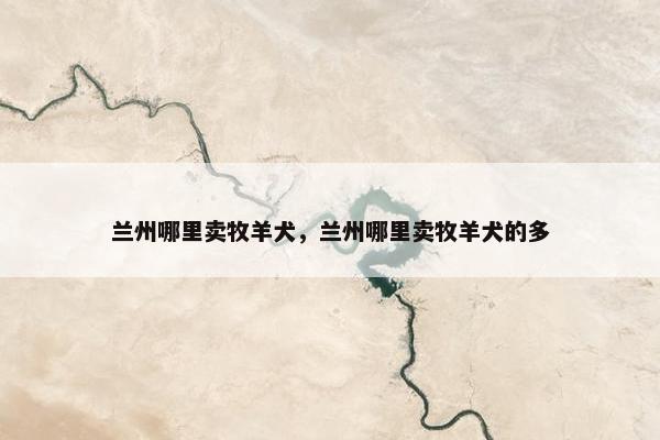 兰州哪里卖牧羊犬，兰州哪里卖牧羊犬的多