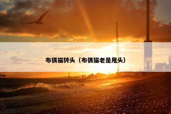 布偶猫转头（布偶猫老是甩头）