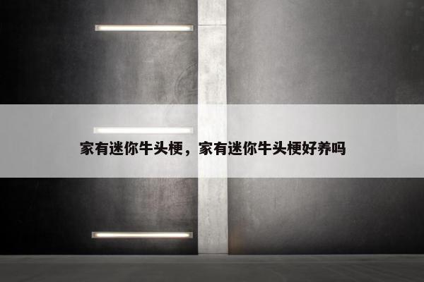 家有迷你牛头梗，家有迷你牛头梗好养吗