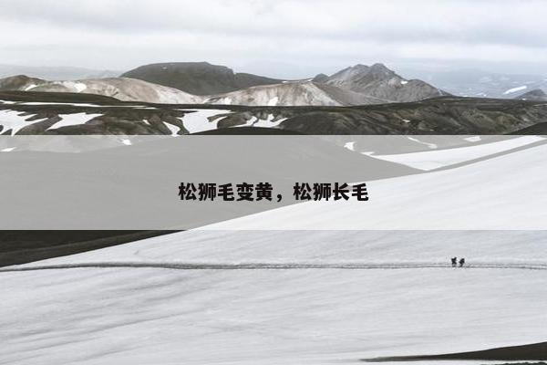 松狮毛变黄，松狮长毛
