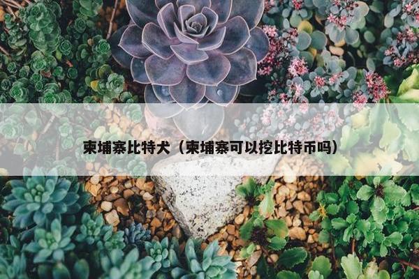 柬埔寨比特犬（柬埔寨可以挖比特币吗）