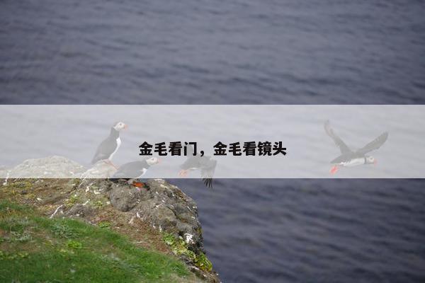 金毛看门，金毛看镜头
