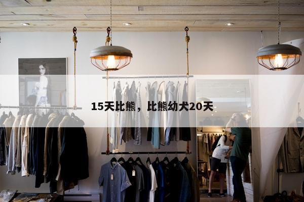 15天比熊,比熊幼犬20天 15天比熊,比熊幼犬20天