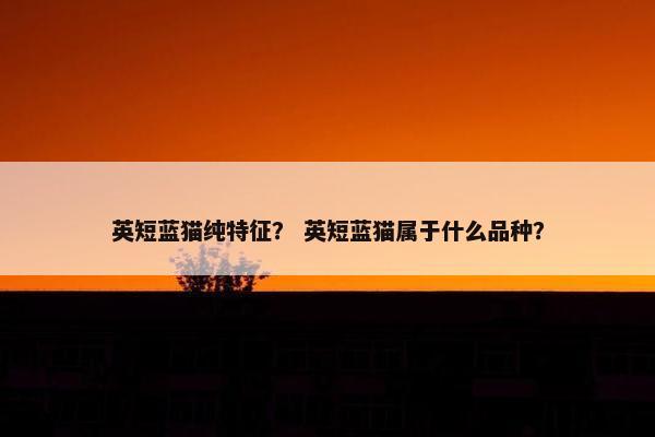 英短蓝猫纯特征？ 英短蓝猫属于什么品种？