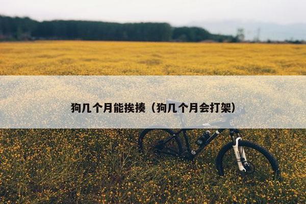 狗几个月能挨揍（狗几个月会打架）