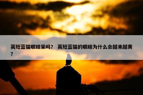 英短蓝猫眼睛呆吗？ 英短蓝猫的眼睛为什么会越来越黄？