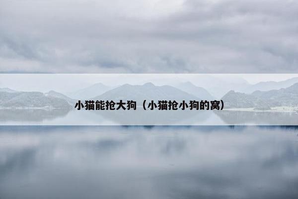 小猫能抢大狗（小猫抢小狗的窝）