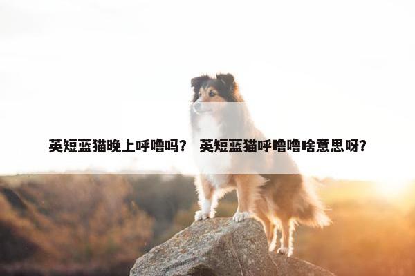 英短蓝猫晚上呼噜吗？ 英短蓝猫呼噜噜啥意思呀？