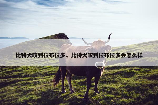 比特犬咬到拉布拉多，比特犬咬到拉布拉多会怎么样