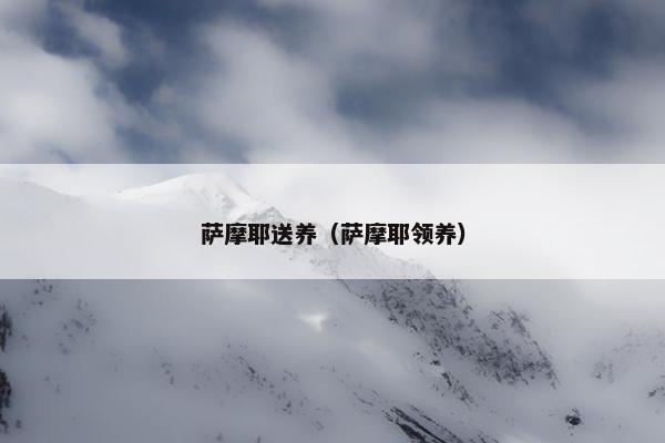 萨摩耶送养（萨摩耶领养）