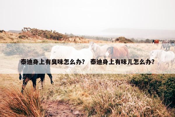 泰迪身上有臭味怎么办？ 泰迪身上有味儿怎么办？