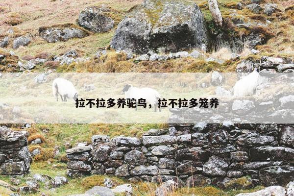 拉不拉多养驼鸟，拉不拉多笼养