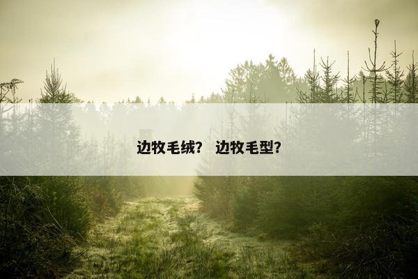 边牧毛绒？ 边牧毛型？
