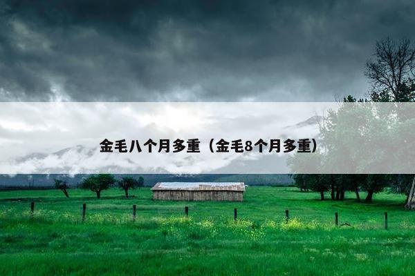 金毛八个月多重（金毛8个月多重）