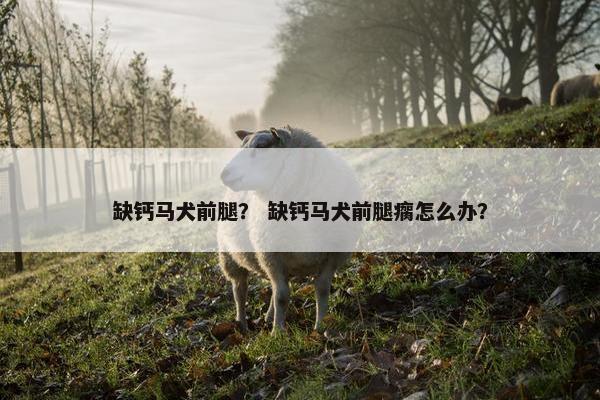 缺钙马犬前腿？ 缺钙马犬前腿瘸怎么办？