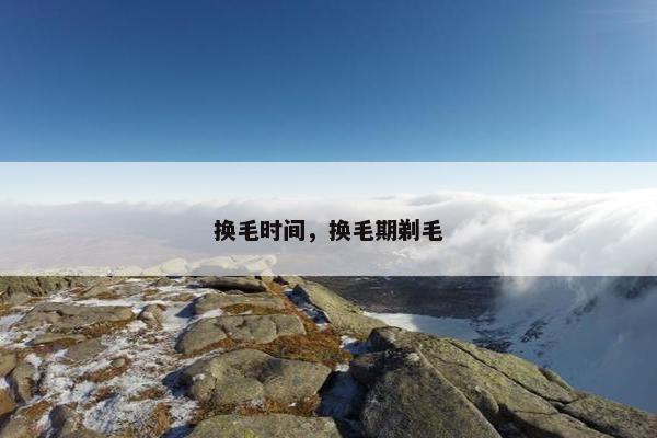 换毛时间，换毛期剃毛