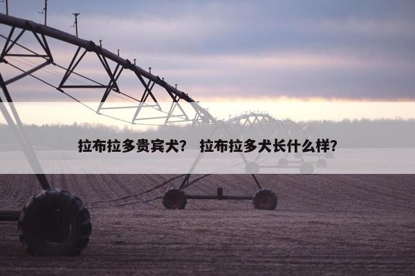 拉布拉多贵宾犬？ 拉布拉多犬长什么样？