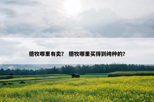 德牧哪里有卖？ 德牧哪里买得到纯种的？