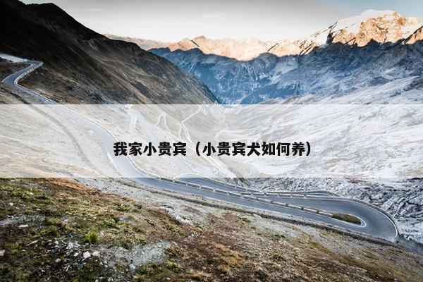 我家小贵宾（小贵宾犬如何养）